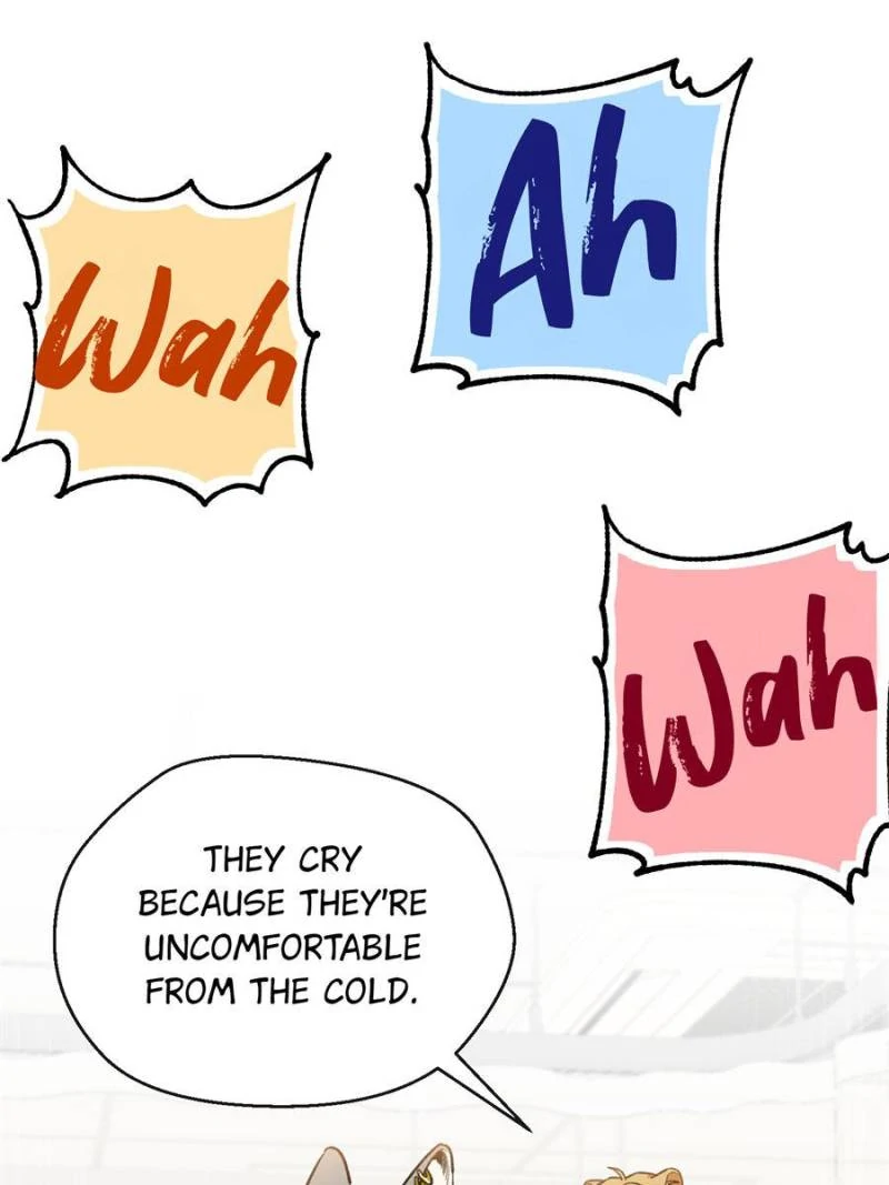 80990450 800 1067 56966